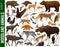 Vector set of woodland animals