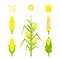 Vector set yellow corn in flat style isolated on white background. Ripe vegetable, corncobs, farming design elements