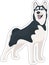 Vector Siberian Husky sticker. black and white dog standing and smiling, tongue hanging out. Cute cartoon pet. Domestic