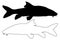 Vector silhouette of Barbel fish