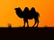 Vector silhouette camel on the background sunset