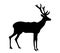 Vector silhouette deer