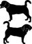 Vector silhouette dog beagle breed