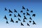 Vector silhouette of a flock of birds. Illustration of a flight of pigeons in the sky. Pattern of black geese