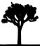 Vector silhouette of Joshua tree.
