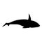 Vector Silhouette Orca. Killer Whale Illustration