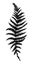 Vector silhouette sheet fern