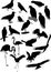 Vector silhouettes of birds