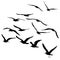 Vector silhouettes of flying seagulls, isolated black outline