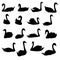 Vector silhouettes of swimming swans