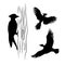 Vector silhouettes of a woodpecker