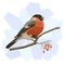 Vector simple illustration of bullfinch.