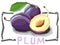 Vector simple illustration of fruit plums.