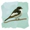 Vector simple illustration of pied flycatcher bird.