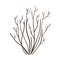 Vector Single Bare Brown Bush