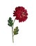 Vector single flower ruby chrysanthemum on branch
