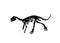 Vector skeleton of raptor running on white, graphical illustration,paleontological element