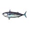 Vector sketch cartoon sea fish tuna isolated