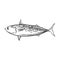 Vector sketch cartoon sea fish tuna isolated