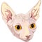 Vector Sketch the cat breed Sphynx