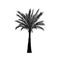 Vector sketch date palm tree. Hand drawn silhouette palm tree