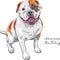 Vector sketch dog American Bulldog breed