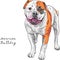 Vector sketch dog American Bulldog breed