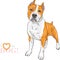 Vector sketch dog American Staffordshire Terrier breed