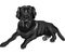 vector Sketch dog breed black labrador retrievers