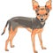 Vector sketch dog Chihuahua breed smiling