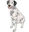 vector sketch dog Dalmatian breed smiles