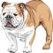 vector Sketch dog English Bulldog breed