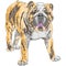 Vector sketch dog English Bulldog breed