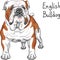 Vector sketch dog English Bulldog breed