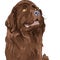 vector Sketch dog Newfoundland hound breed sitting