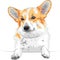 vector Sketch dog Pembroke Welsh corgi smiling