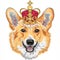 Vector sketch dog Pembroke Welsh corgi smiling in gold crown