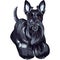 Vector sketch dog Scottish Terrier breed standing