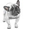 vector Sketch domestic dog French Bulldog breed