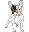 Vector sketch domestic dog French Bulldog breed