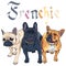 Vector sketch domestic dog French Bulldog breed