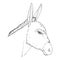 Vector Sketch Donkey Head