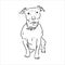 Vector sketch drawing pitbull barking pit bull terrier dog vector