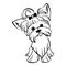 Vector sketch funny Yorkshire terrier dog sitting