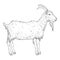 Vector Sketch Goat. Side View Illustration