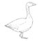 Vector Sketch Goose. Hand Drawn Illustration