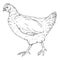 Vector Sketch Hen. Poultry Illustration