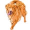 Vector sketch hilarious funny dog breed Nova Scoti