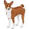vector Sketch hunting dog Basenji breed
