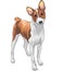 Vector sketch hunting dog Basenji breed